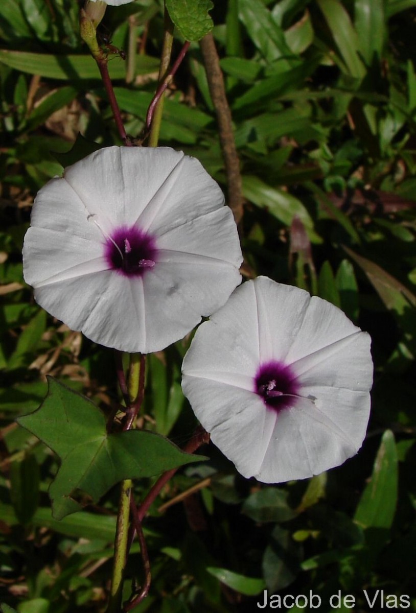 Ipomoea sagittifolia Burm.f.